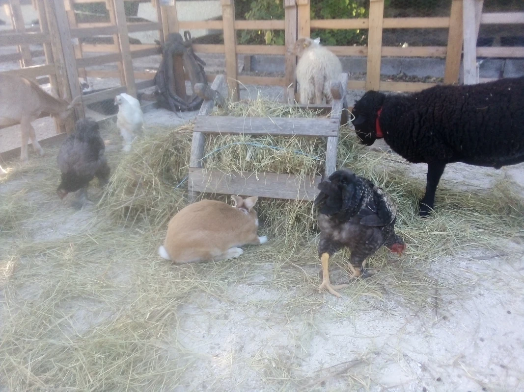 Mouton noir, poules et lapin autour d'un râtelier de foin