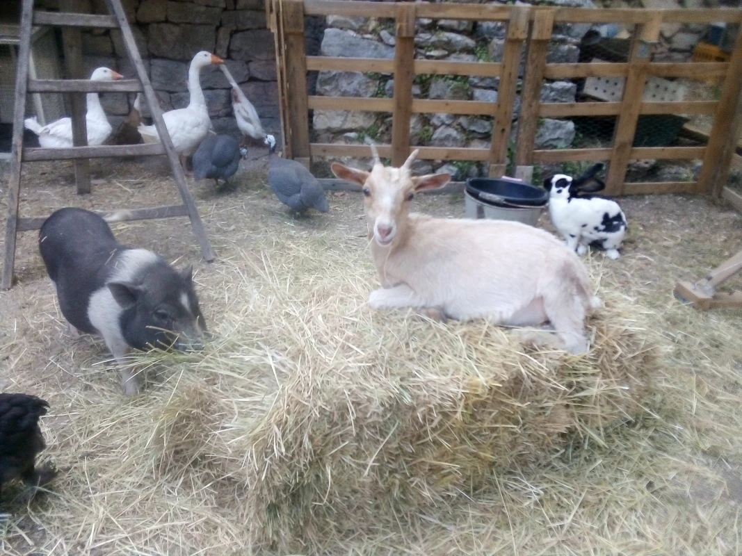 Chèvre, cochon, oies, pintades et lapin dans la mini-ferme