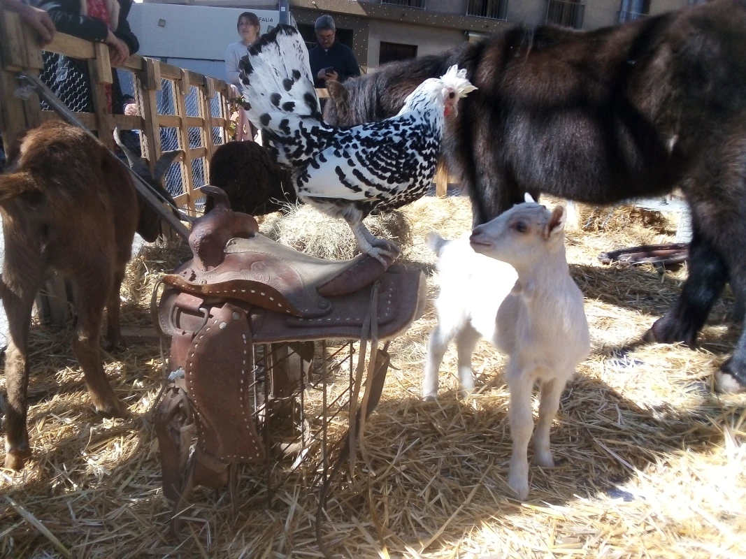Mini-ferme pédagogique avec chèvre, cochon, lapin et volailles sur la paille