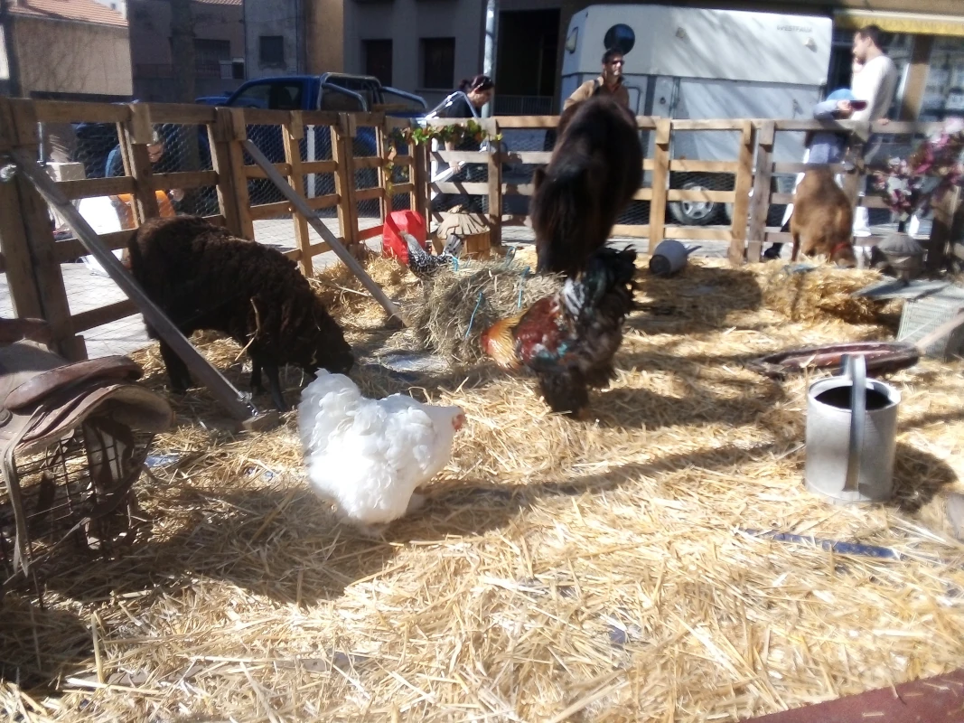 Mini-ferme installée sur une place : mouton, poules et poney sur la paille