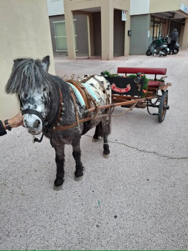 Poney tacheté attelé à une petite calèche décorée « Joyeux Noël »