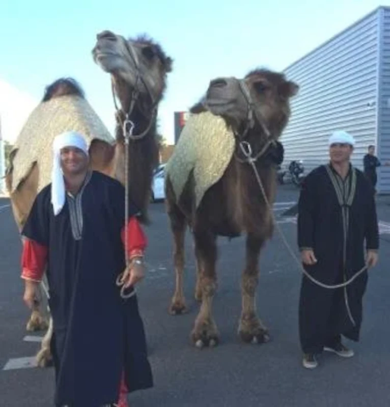 Dromadaires et chameliers en costume oriental